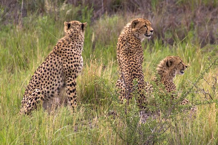 Ann van Dyk Cheetah Centre - Photo 1 of 10